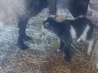 母山羊, Goats — 照片 3