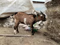 تيس, Alpine goat — الصورة 2
