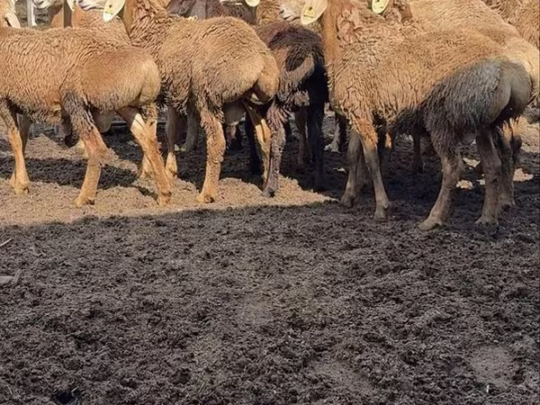 Баран, Arashan sheep