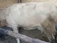 بقرة, Latvian Blue cattle — الصورة 3