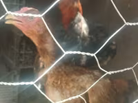 Chickens — الصورة 7