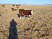 Bull, Kazakh White-headed cow — photo 6