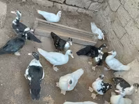 Ducks — foto 3