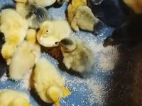 Deutscher Pekin — Foto 2