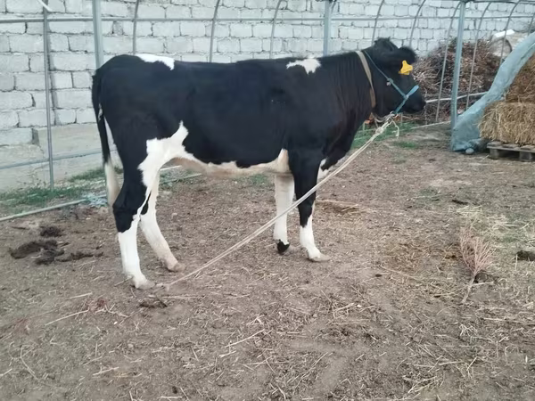 Sigir, Russian Black pied cattle