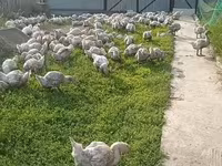 Geese — الصورة 5