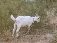 Dişi keçi, Saanen goat — foto 3