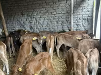 Bull, Cattle — photo 5