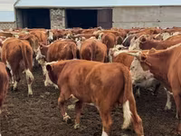 ثور, Simmental cattle — الصورة 1