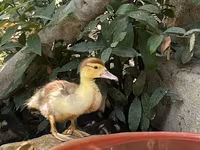 Ducks — फ़ोटो 3