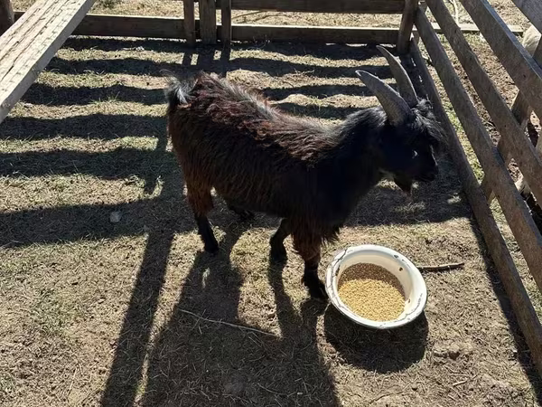 Ziegenbock, Ziegen