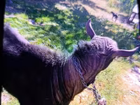 Cabro, Cabras — foto 4