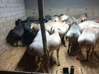 أغنام (دفعة، الجنس غير محدد), الأغنام — الصورة 4