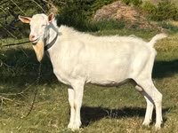 Keçi, Saanen goat — foto 1