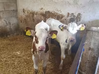 सांड, Simmental cattle — फ़ोटो 1