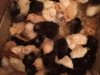 Chickens — फ़ोटो 2