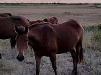 Horse (M), Kazakh horse — photo 2