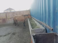 Caballo, Kazakh horse — foto 1