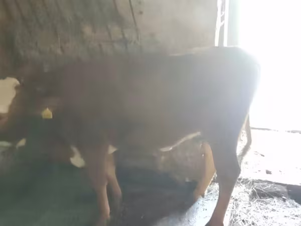 Vaca, Hereford