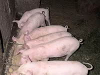 Eber, Schweine — Foto 2