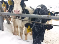Bulle, Holstein-Rasse — Foto 3