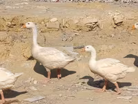 Geese — photo 1