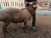 Qoyunlar (partiya, cinsi göstərilməyib), Arashan sheep — foto 3