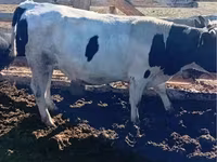 Toro, Simmental cattle — foto 5