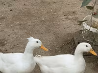 Deutscher Pekin — Foto 2