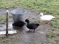 Ducks — Foto 5