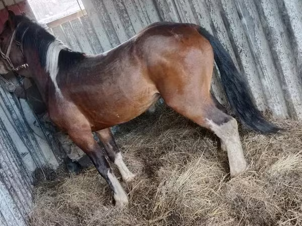 Hengst, Altai horse
