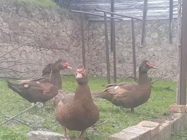 Ducks