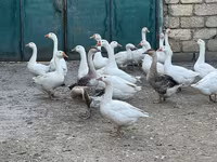 Geese — foto 2