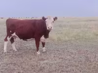 Sigir, Latvian Blue cattle — 1-rasm