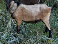 Billy Goat, Goats — photo 1
