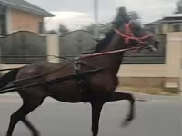 Madyan, Orlov Trotter — foto 8