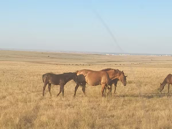 घोड़ी, Kazakh horse