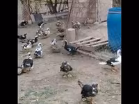 Ducks — Foto 2