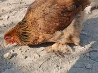Brahma — Foto 5