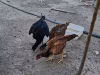 Chickens — Foto 2