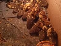 Ducks — 4-сурет
