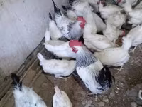 Chickens — Foto 3