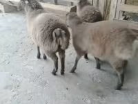 Qoyunlar (partiya, cinsi göstərilməyib), Qoyunlar — foto 1