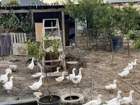 Ducks — Foto 2
