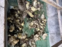 Ducks — foto 2