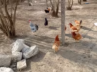 Chickens — 4-сурет