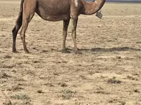 骆驼（批次，未指定性别）, Anafi camel — 照片 2