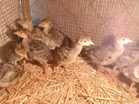 Turkeys — Foto 2