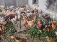 Chickens — الصورة 2