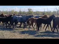 Yegua, Kazakh horse — foto 3
